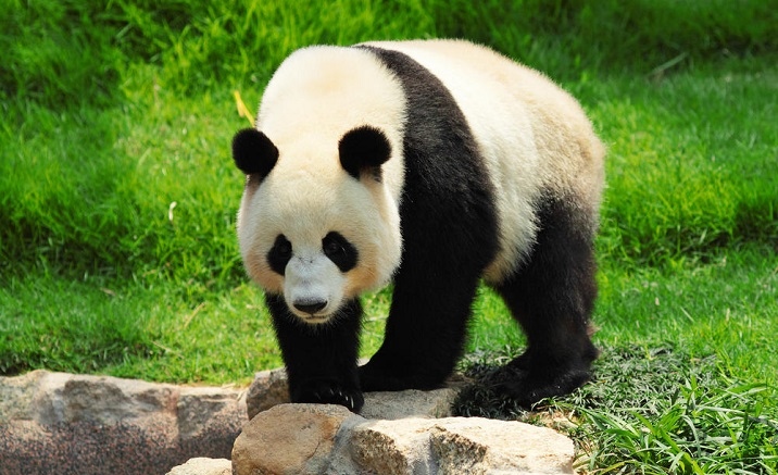 Sichuan to open the panda-themed international resort