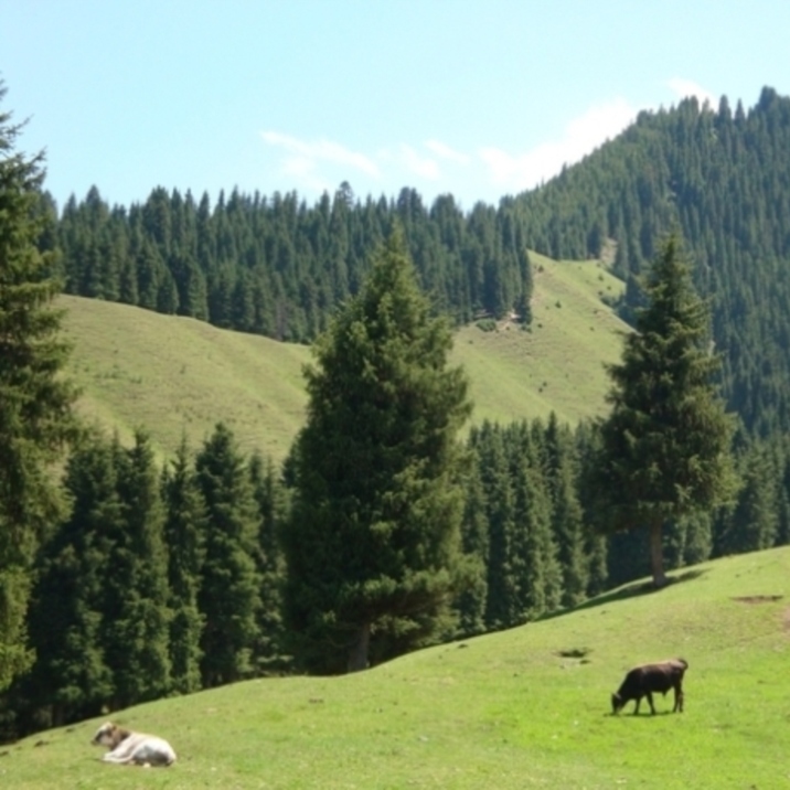 Southern Pasture